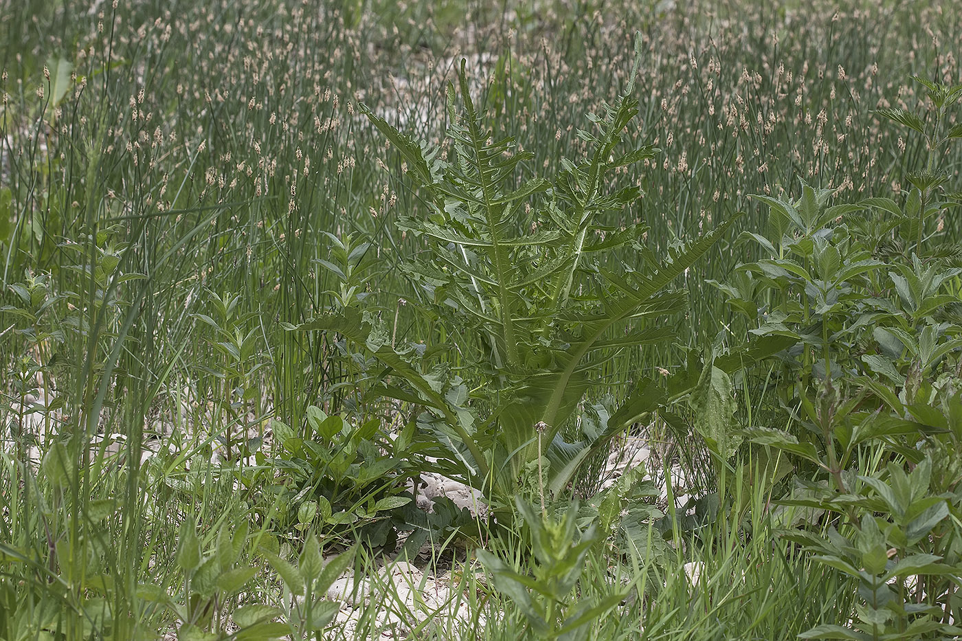 Image of Dipsacus laciniatus specimen.