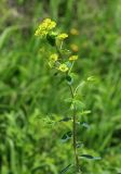 Euphorbia lucida. Верхушка цветущего растения. Приморский край, г. Владивосток, окр. ж.-д. пл. Весенняя, склон насыпи железнодорожного полотна. 05.06.2020.