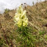 Aconitum confertiflorum