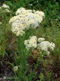 Turczaninowia fastigiata