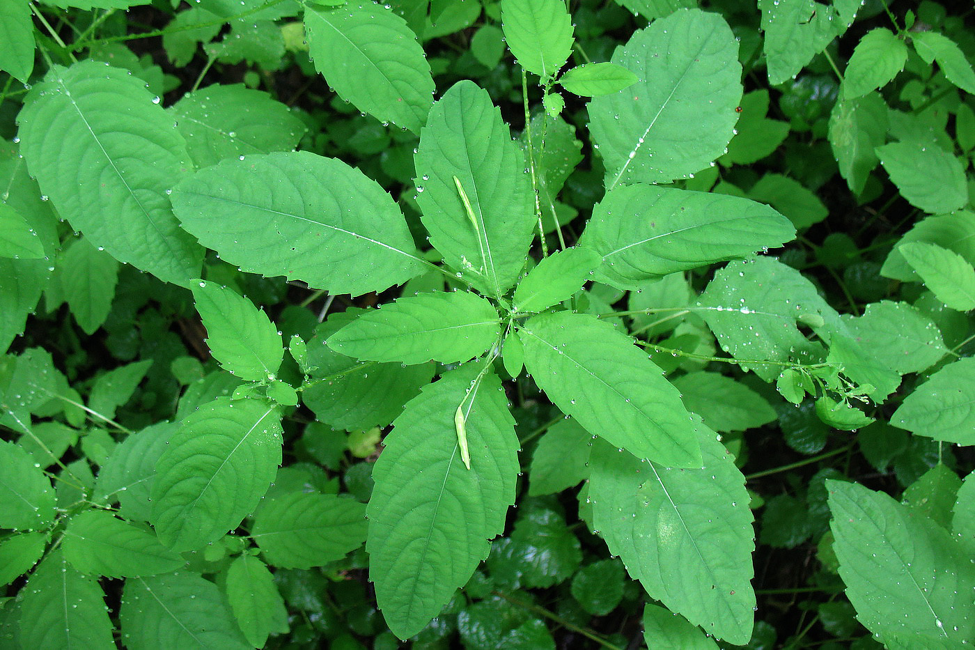 Image of Impatiens noli-tangere specimen.