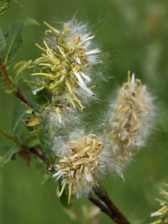 Изображение особи Salix starkeana.