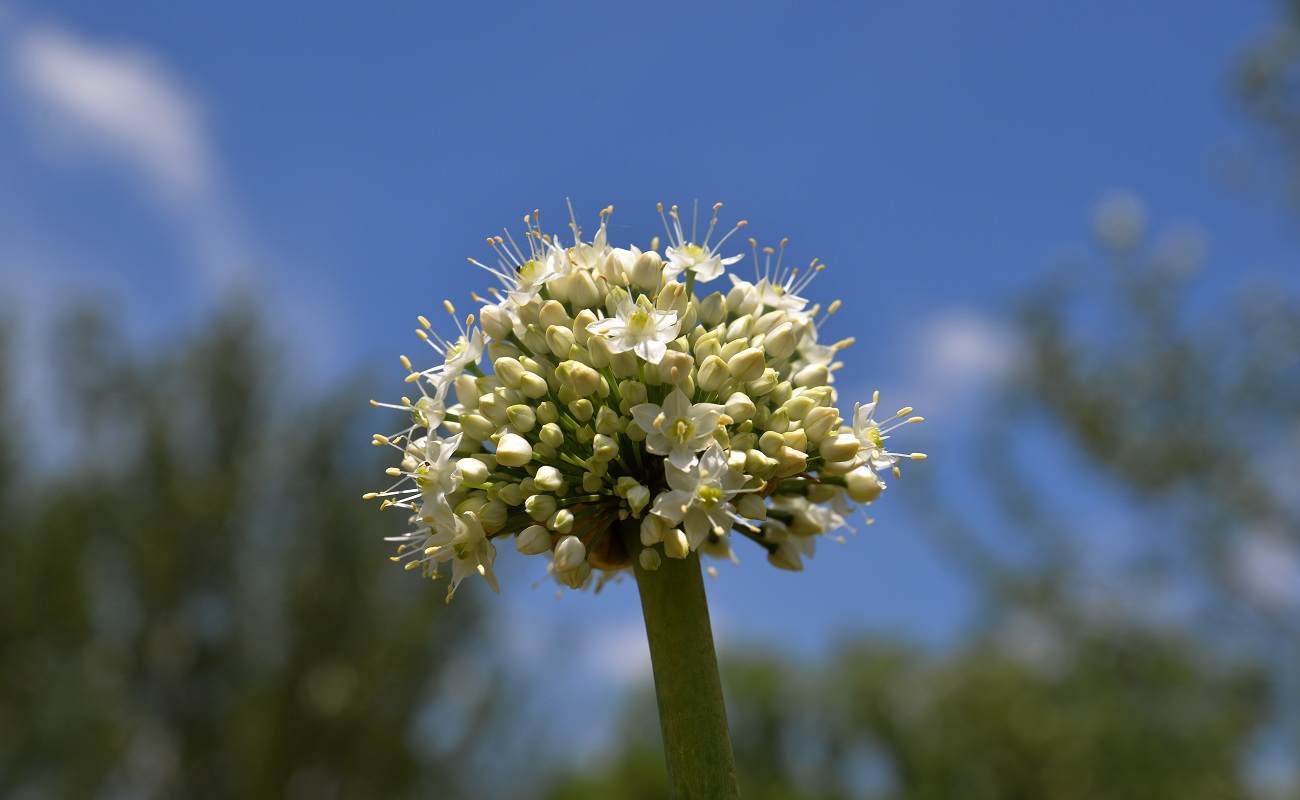 Image of Allium pskemense specimen.