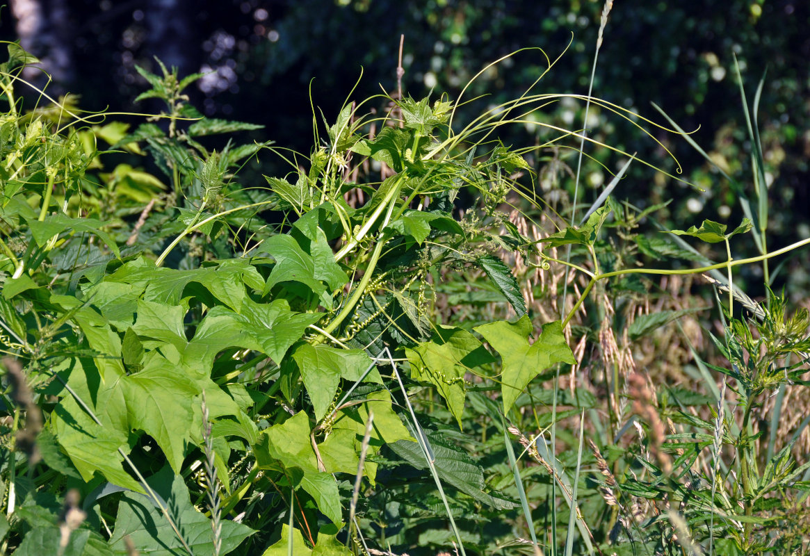 Изображение особи Echinocystis lobata.