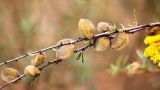 Amygdalus petunnikowii