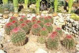 genus Ferocactus. Вегетирующие растения. Испания, Каталония, провинция Girona, Costa Brava, Blanes, ботанический сад \"Pinya de Rosa\". 27 октября 2008 г.