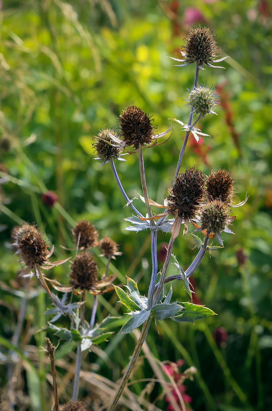 Изображение особи Eryngium planum.