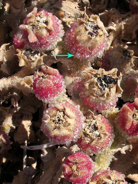 Image of Mesembryanthemum crystallinum specimen.