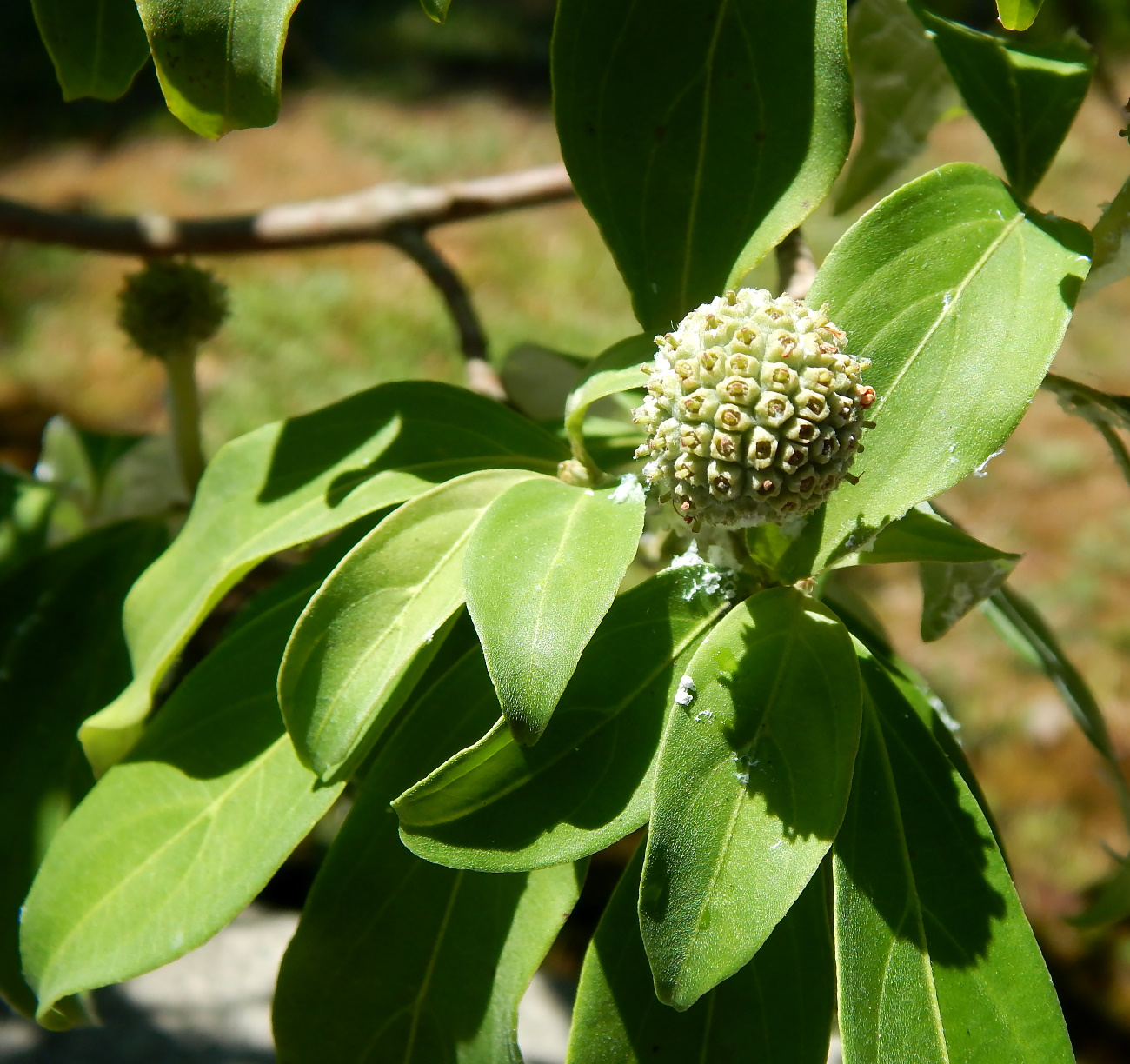 Изображение особи Cynoxylon capitatum.