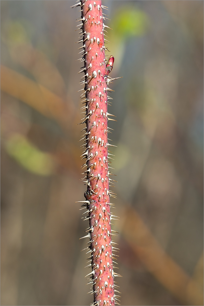 Image of Rosa cinnamomea specimen.