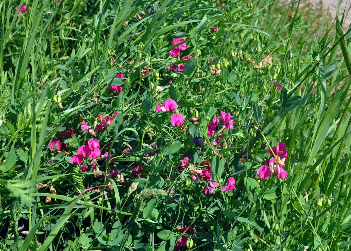 Image of Lathyrus tuberosus specimen.