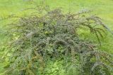 Cotoneaster horizontalis