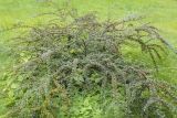 Cotoneaster horizontalis