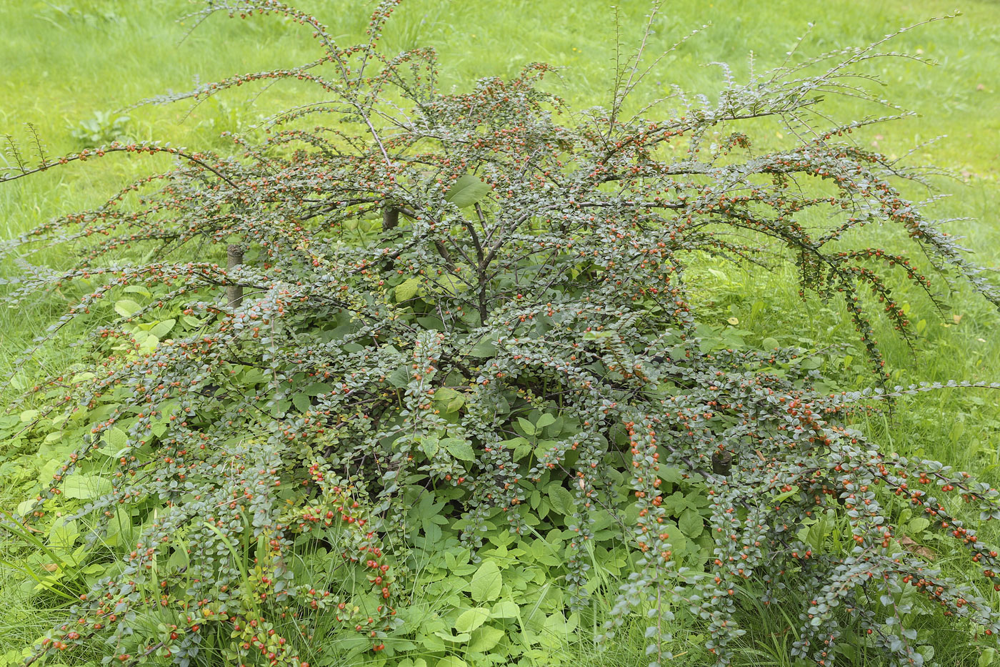 Image of Cotoneaster horizontalis specimen.