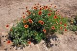 Gaillardia × grandiflora