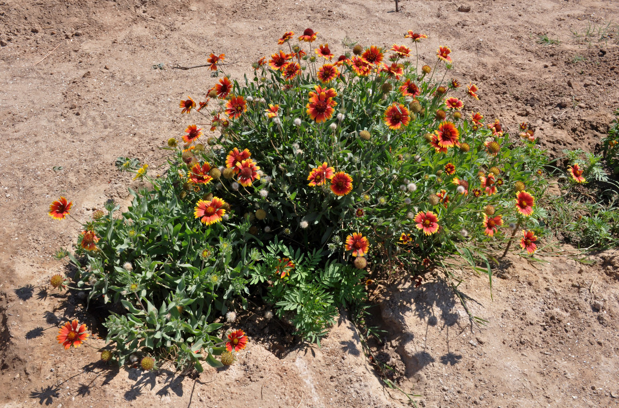 Изображение особи Gaillardia &times; grandiflora.