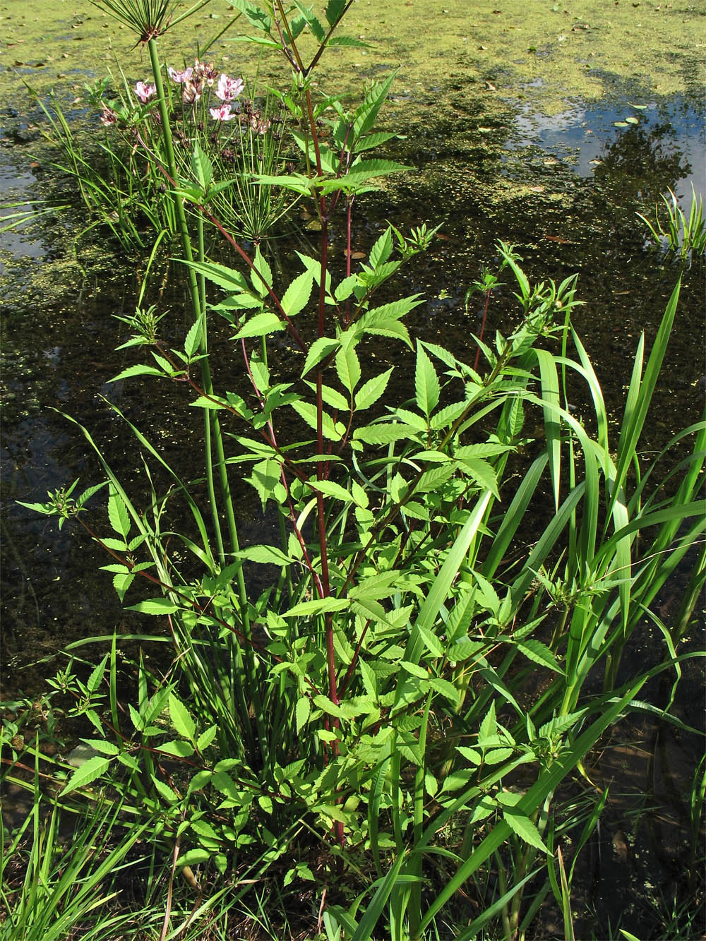 Image of Bidens frondosa specimen.