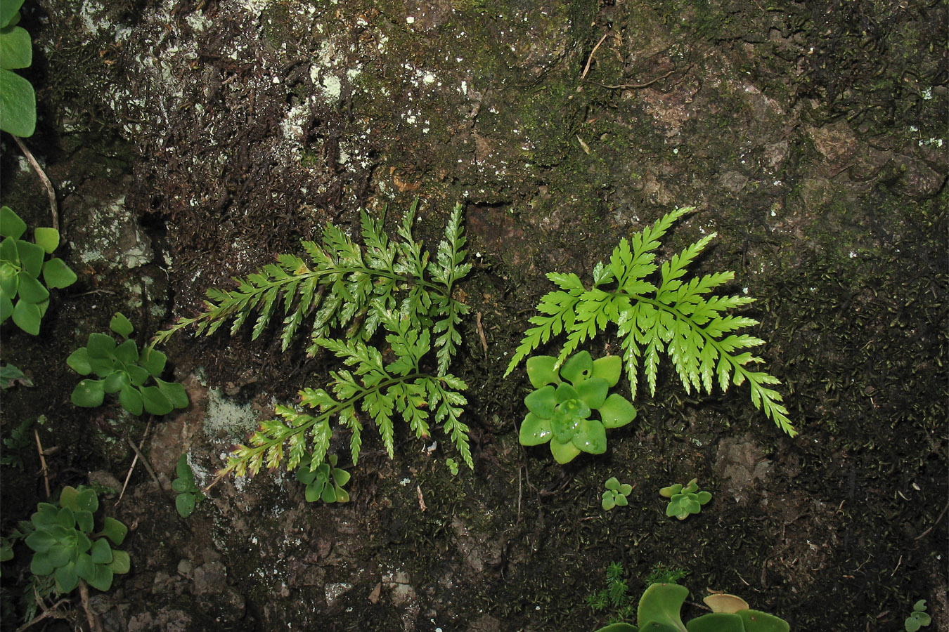 Image of Asplenium onopteris specimen.