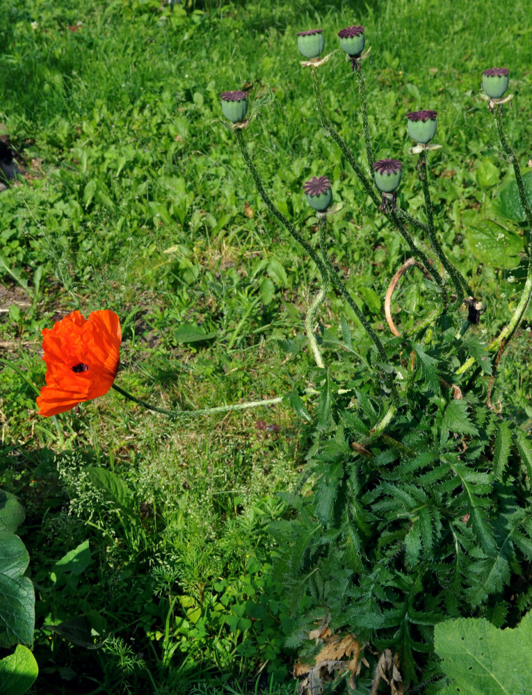 Image of Papaver setiferum specimen.