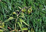 Solanum dulcamara