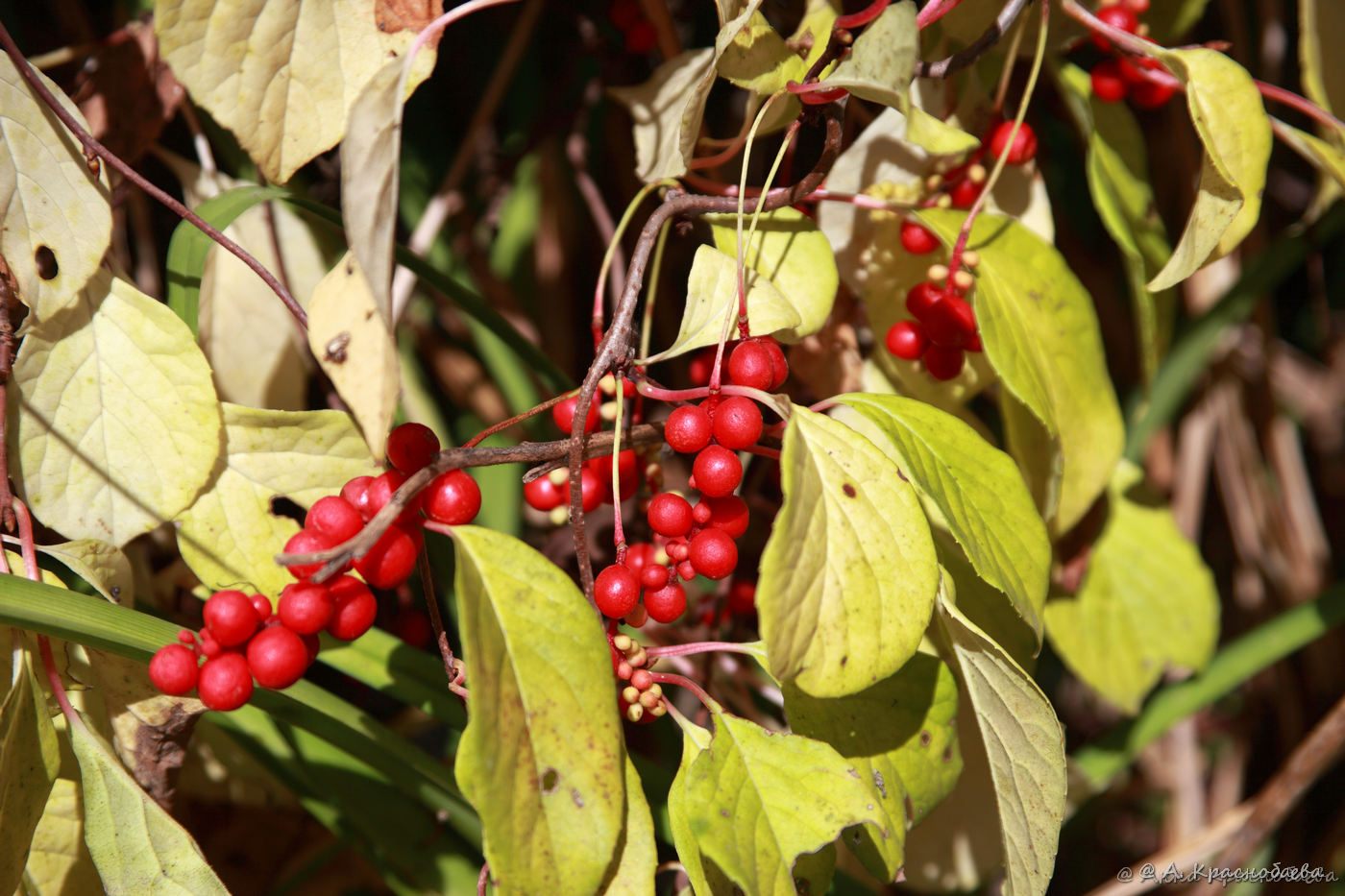 Изображение особи Schisandra chinensis.