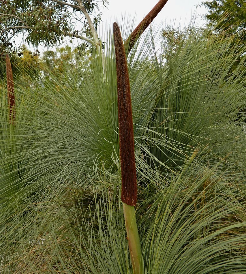 Image of Xanthorrhoea glauca specimen.