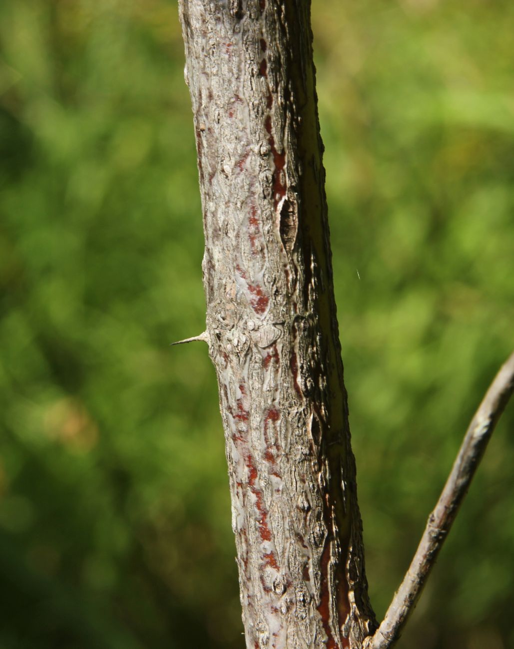 Изображение особи Rosa cinnamomea.