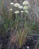 Allium flavescens