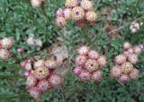 Antennaria dioica