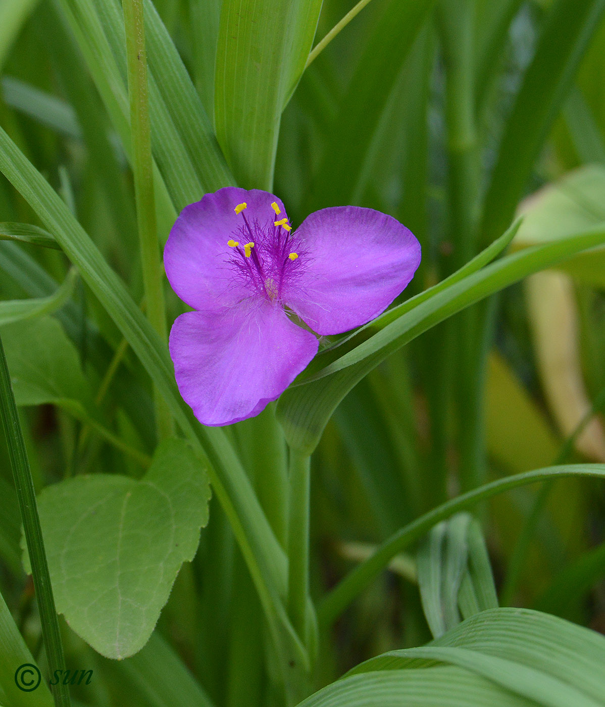 Изображение особи Tradescantia virginiana.