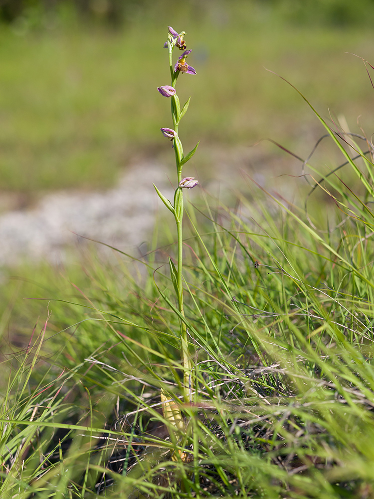 Изображение особи Ophrys apifera.