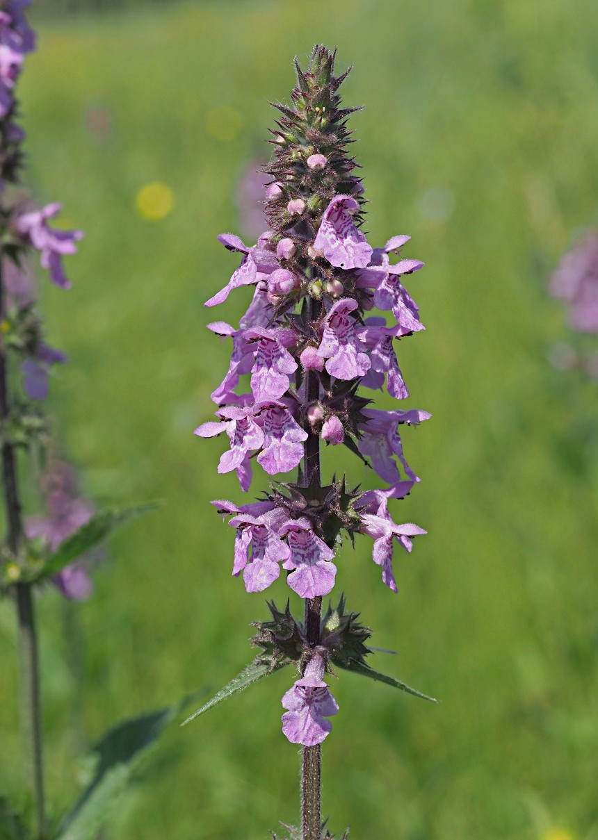 Изображение особи Stachys palustris.