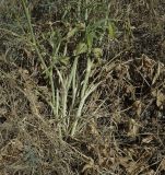 Smyrnium olusatrum