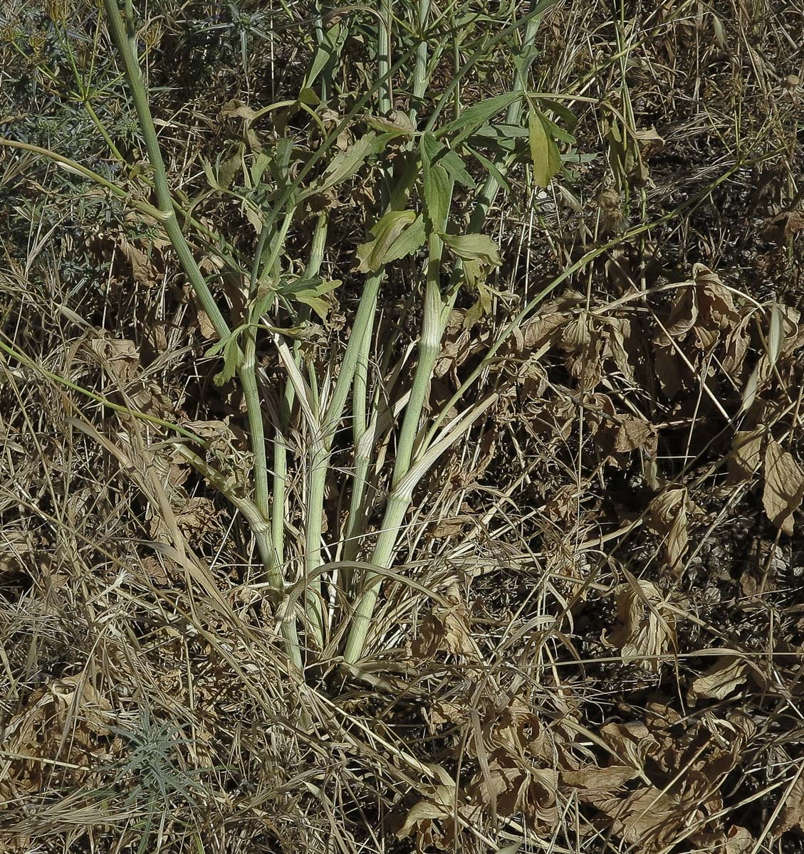 Image of Smyrnium olusatrum specimen.