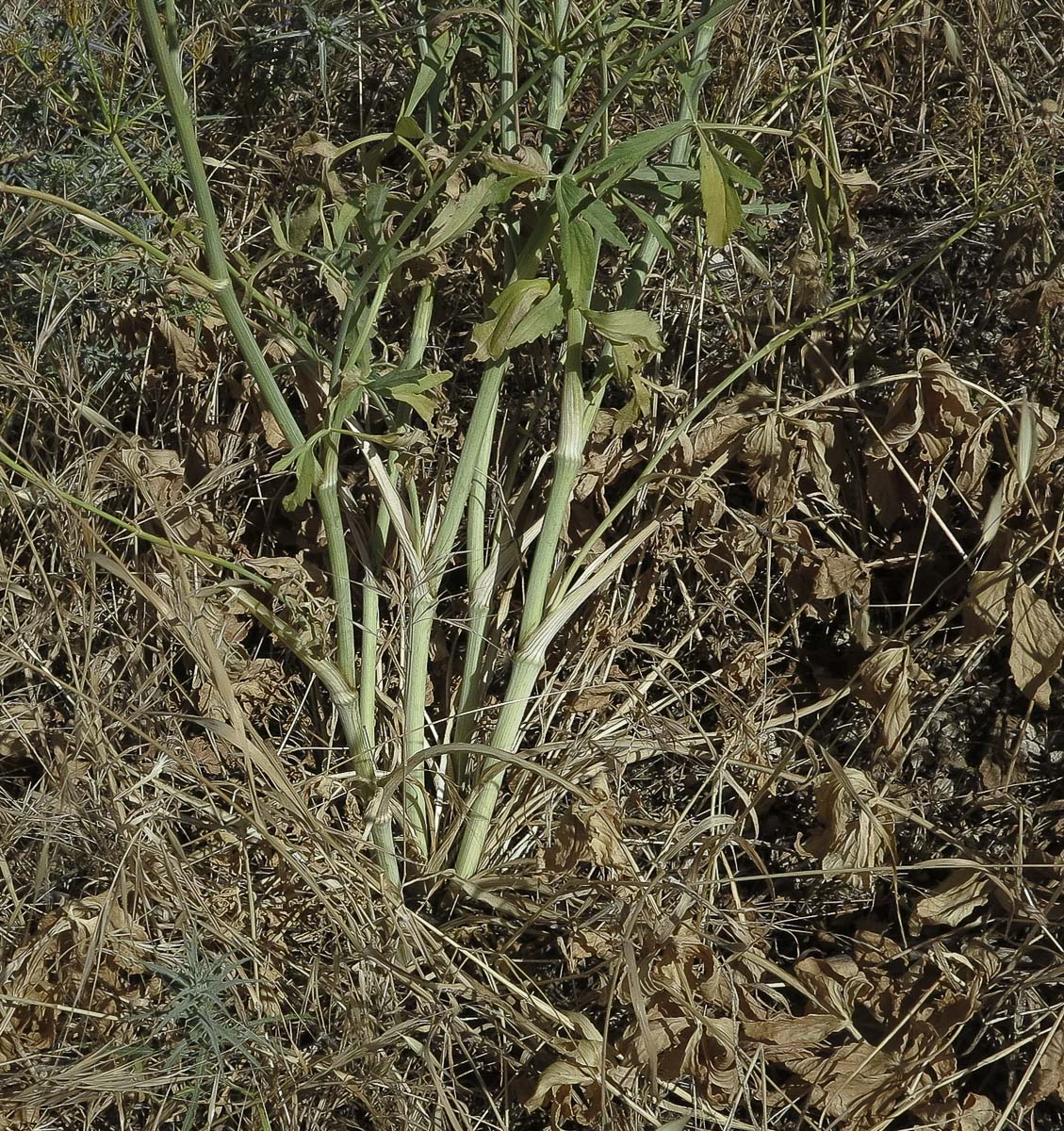 Изображение особи Smyrnium olusatrum.