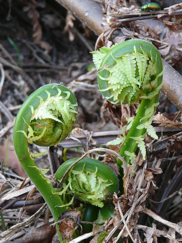 Image of Matteuccia struthiopteris specimen.