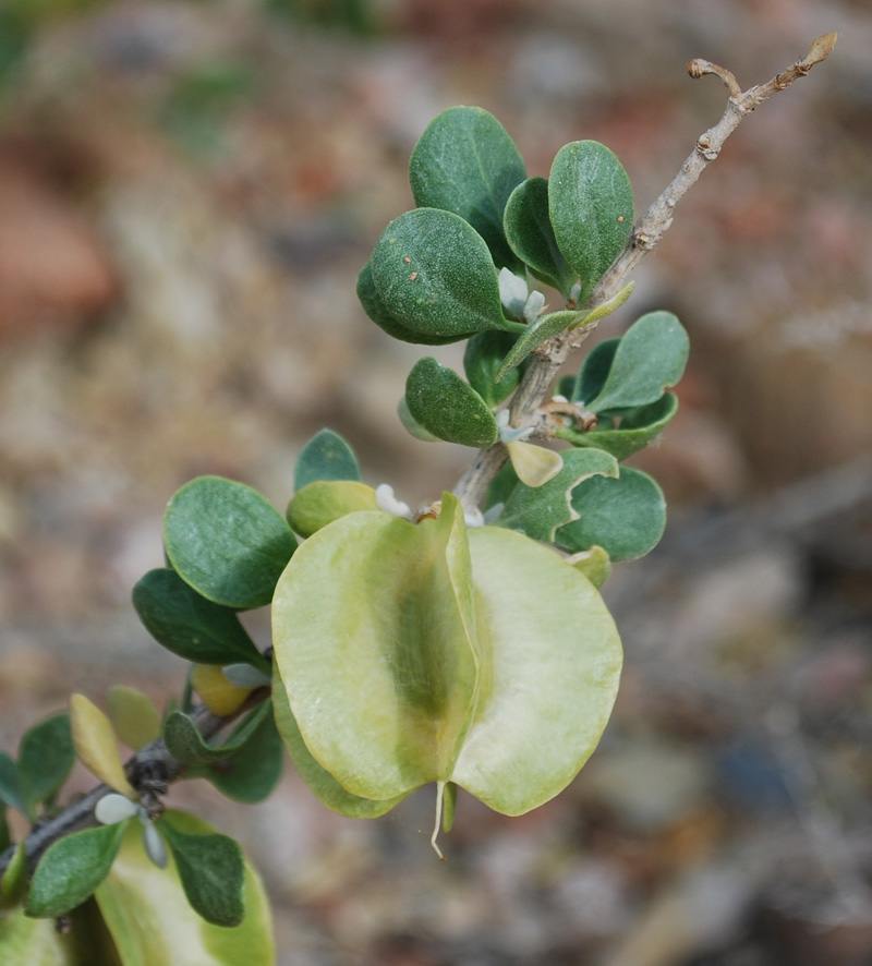 Image of Zygophyllum atriplicoides specimen.