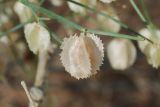 genus Calligonum. Побег с плодом. Узбекистан, Ферганская обл., горы Кампиркок, пестроцветы. 19.05.2021.