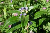 Gentiana cruciata. Верхушка цветущего растения. Крым, гора Ю. Демерджи, опушка берёзового леса, обочина тропы. 16.07.2021.