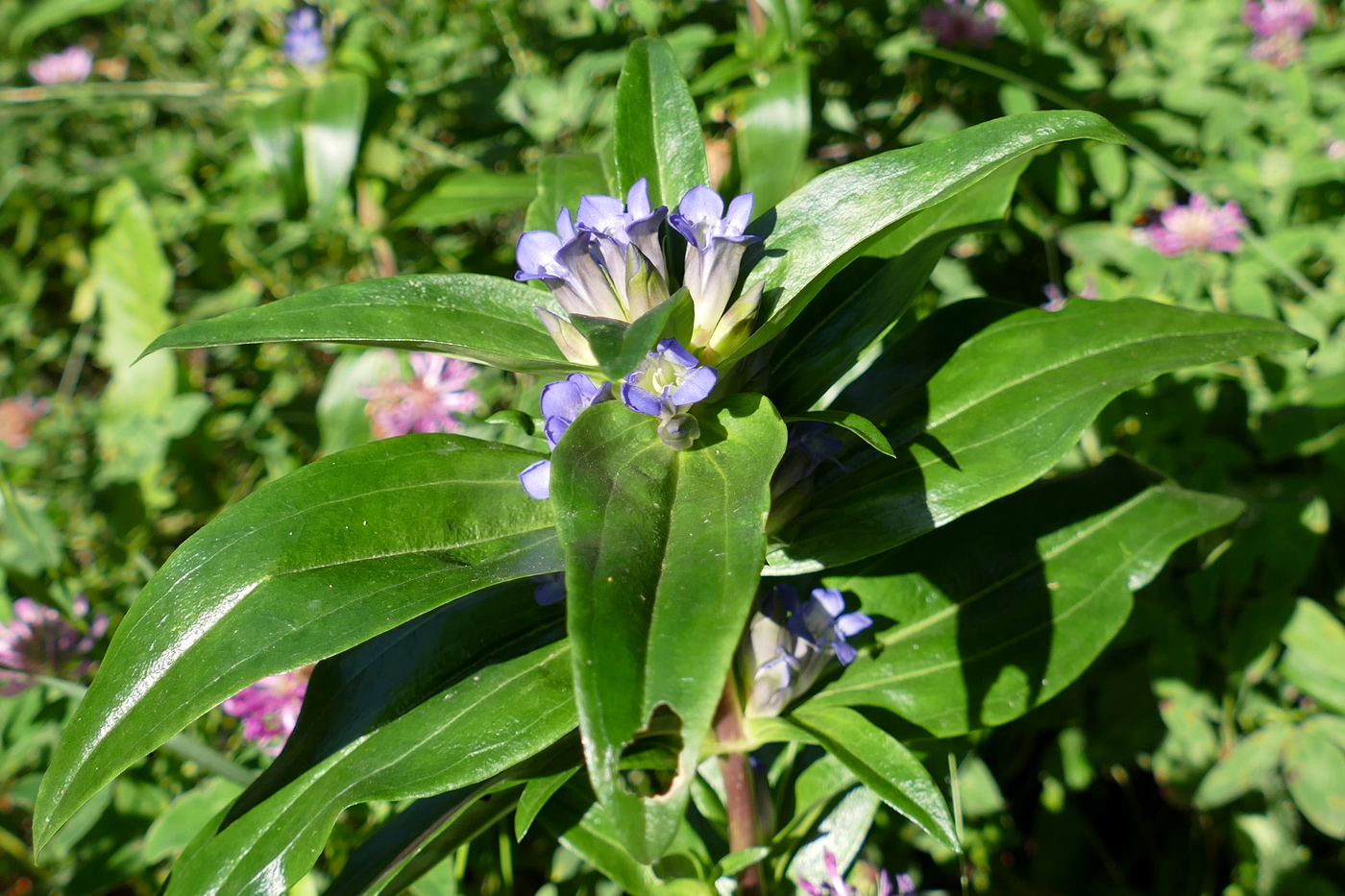 Image of Gentiana cruciata specimen.