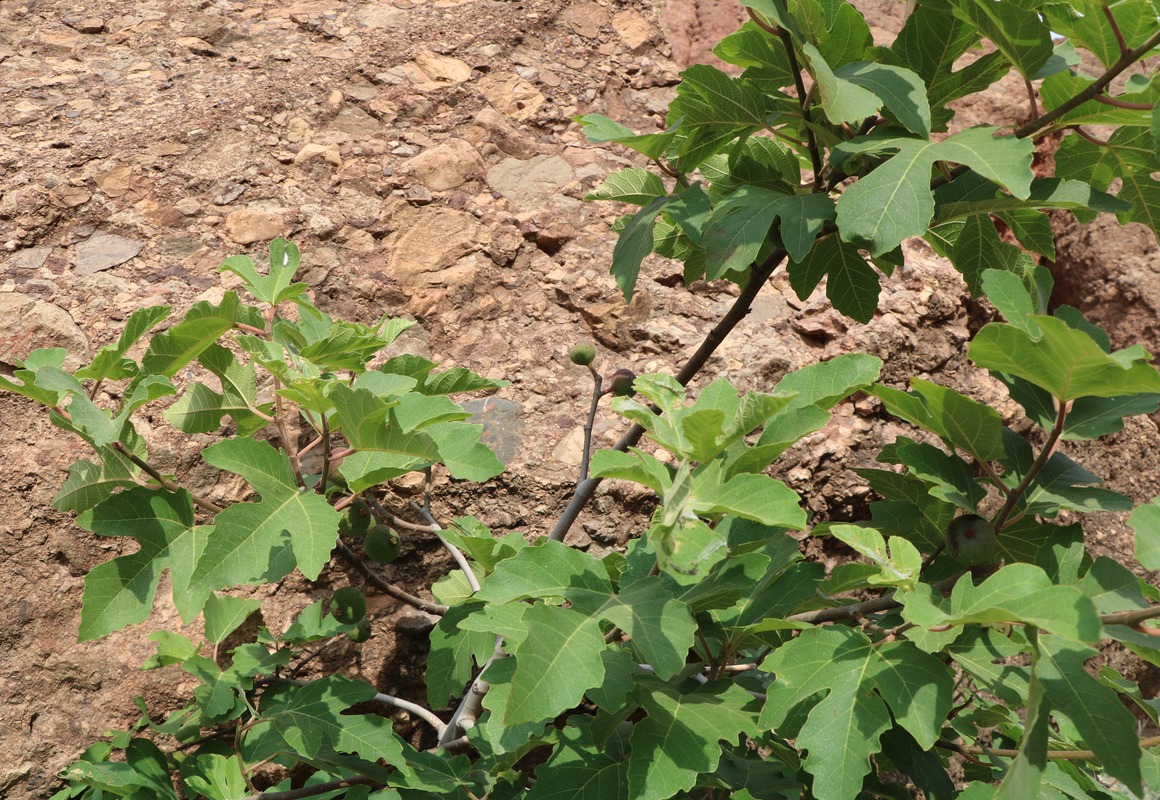 Изображение особи Ficus carica.