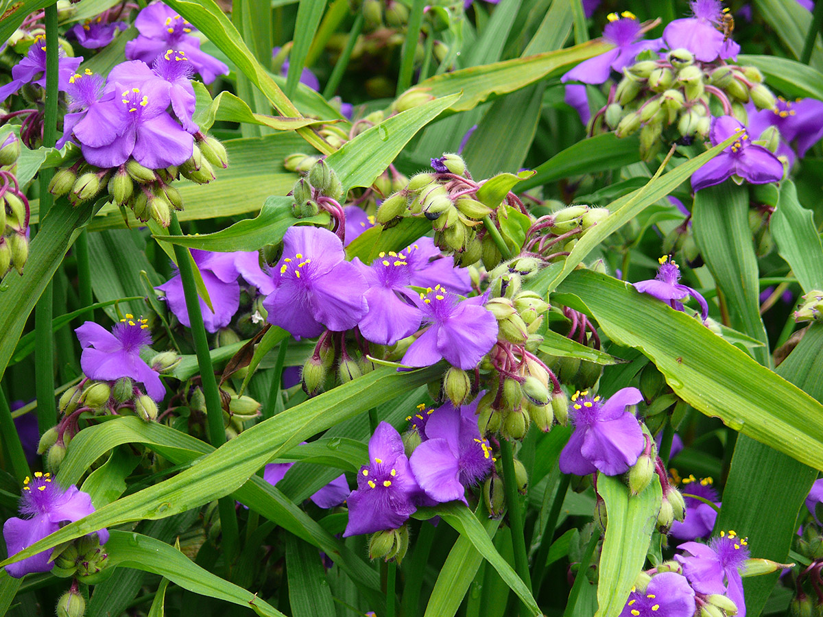 Изображение особи Tradescantia virginiana.