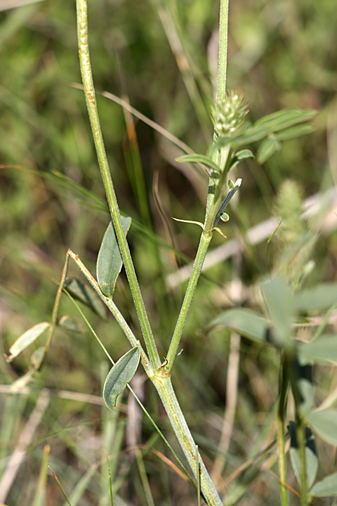 Image of Hedysarum taschkendicum specimen.