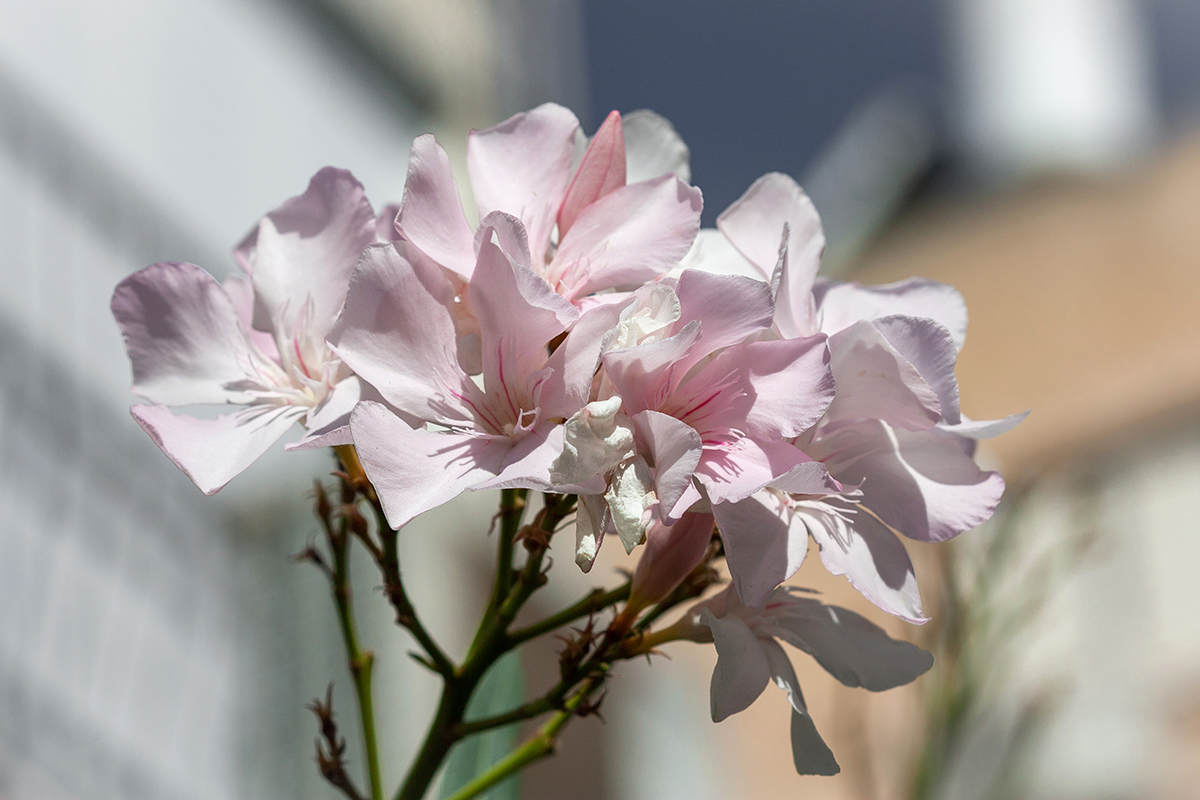 Изображение особи Nerium oleander.