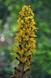 Ligularia fischeri