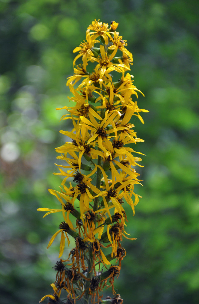 Изображение особи Ligularia fischeri.