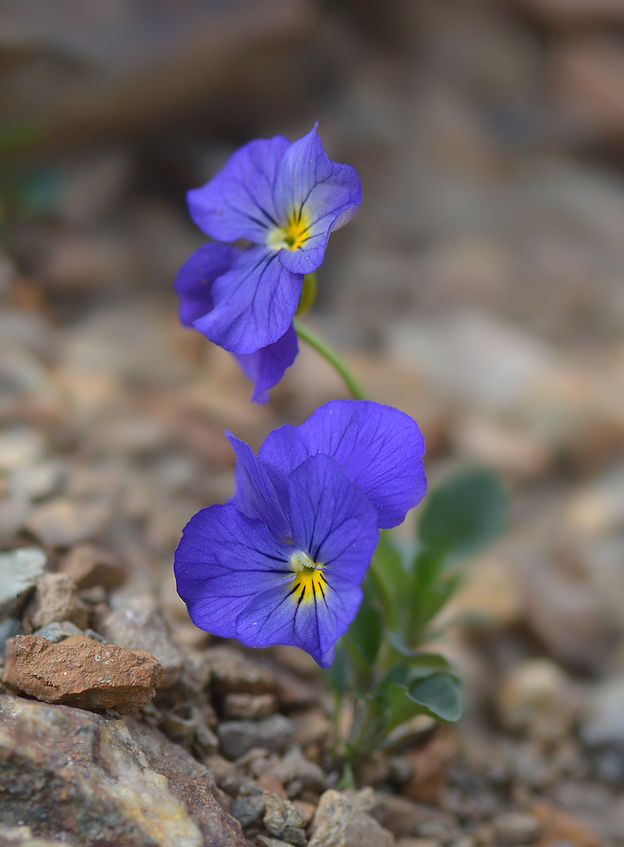 Image of Viola oreades specimen.