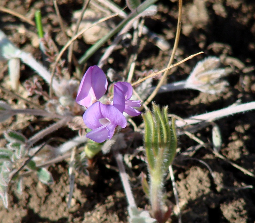 Image of Gueldenstaedtia verna specimen.