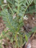 Astragalus guttatus