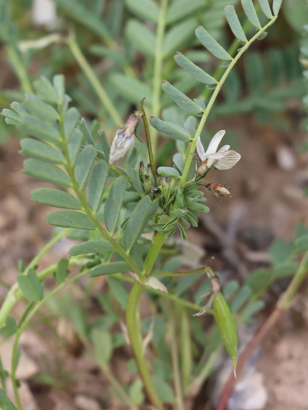 Image of Astragalus guttatus specimen.